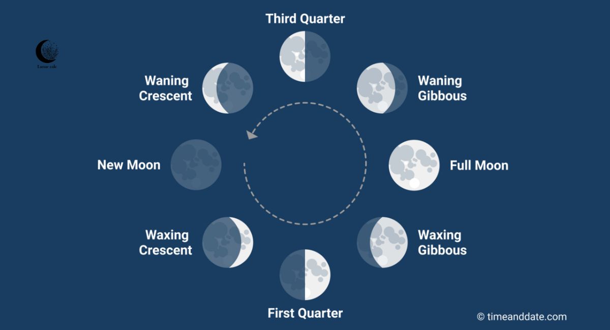 the 8 moon phases (2)